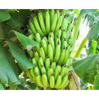 Natural Banana Plants