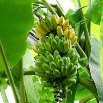 Natural Banana Plants