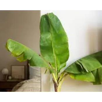 Organic Banana Plants