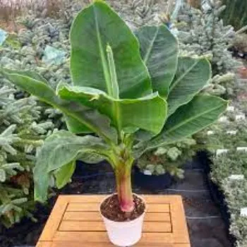 Natural Banana Plants