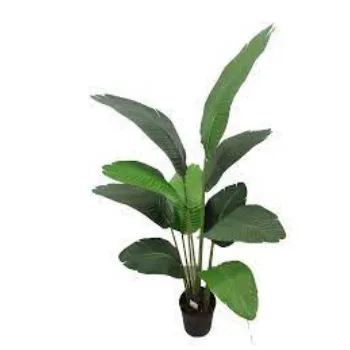 Organic Jahaji Banana Plant Exporter