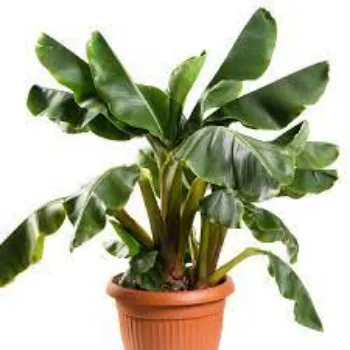 Red Banana Plant Exporter