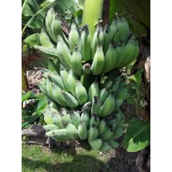 Organic Banana Plant Exporter
