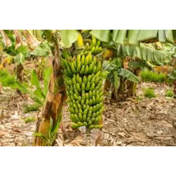 Organic Jahaji Banana Plant Manufacturer