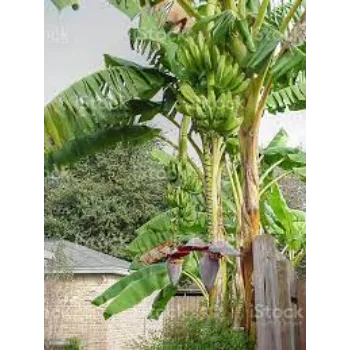 Organic Banana Plant Manufacturer
