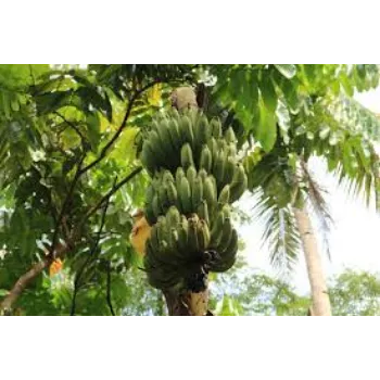 Banana Tissue Culture Plants