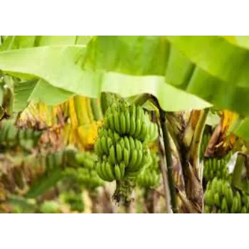 Green Banana Plant