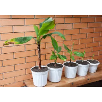 Natural Banana Plant