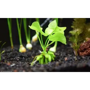 G49 Banana Plant
