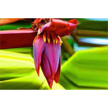 Fresh Banana Flower