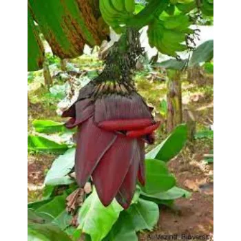 Fresh Banana Flowers