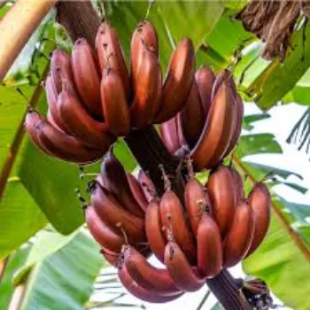 Banana Plant Exporter