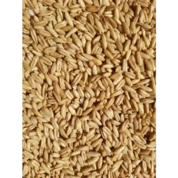  Barley