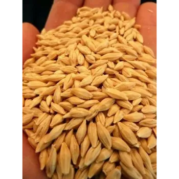 Barley