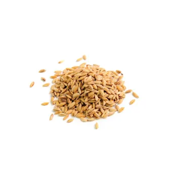Common Barley