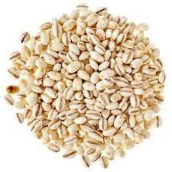 Common Barley