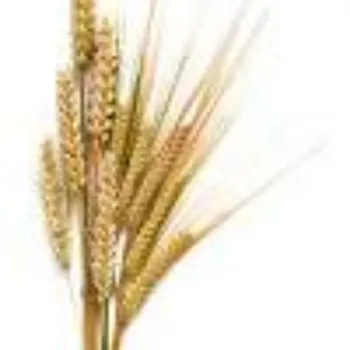 Natural Barley