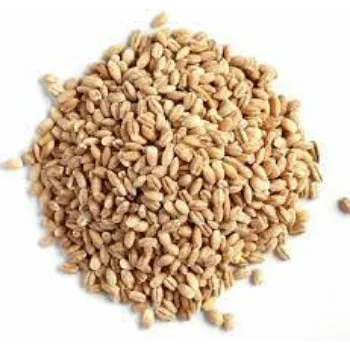 Organic Barley
