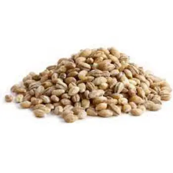 Common Fresh Barley