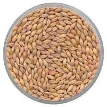 Common Barley