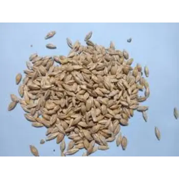 Common Barley