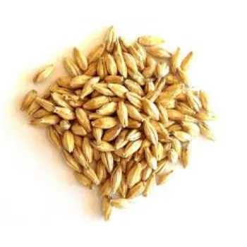 Organic Barley