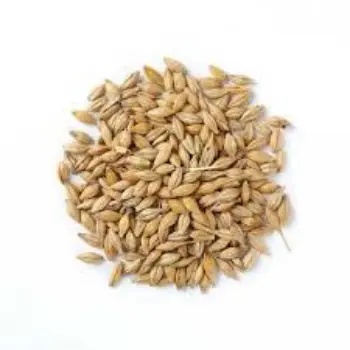 Organic Barley