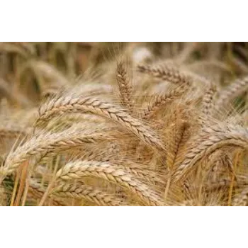 Common Barley