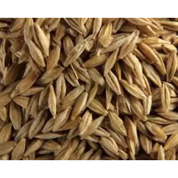 Common Barley