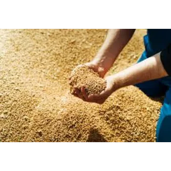 Organic Barley