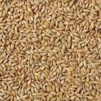 Natural Organic Barley