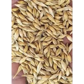 Barley