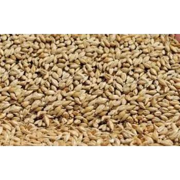 Organic Barley