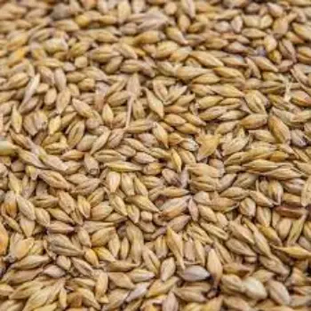 Common Barley
