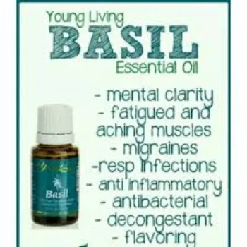 Basil Massage Oil