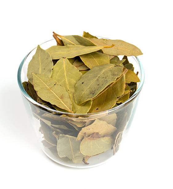 Common Bay Leaf