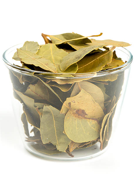 Fresh Bay Leaf