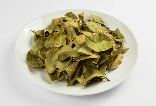 Common Bay Leaf
