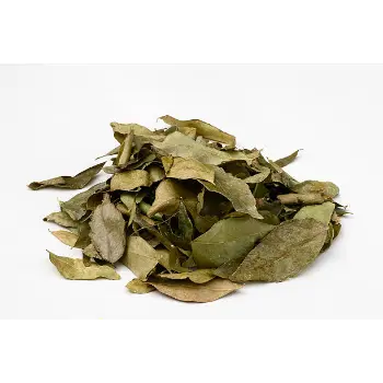 Fresh Bay Leaf