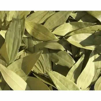Common Bay Leaf