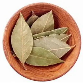 Common Bay Leaf