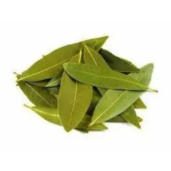 Qualitybest  Bay Leaf