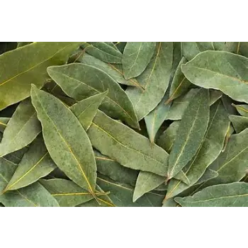 Fresh Bay Leaf