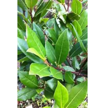 Fresh Bay Leaf