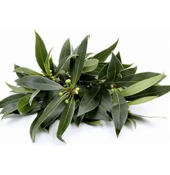 Natural Bay Leaf