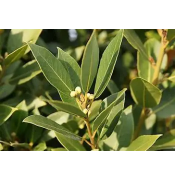 Fresh Bay Leaf