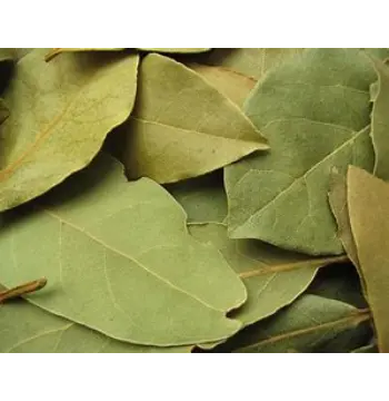 Fresh Bay Leaf