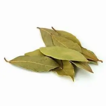 Bay Leaf