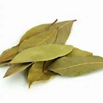 Fresh Bay Leaf