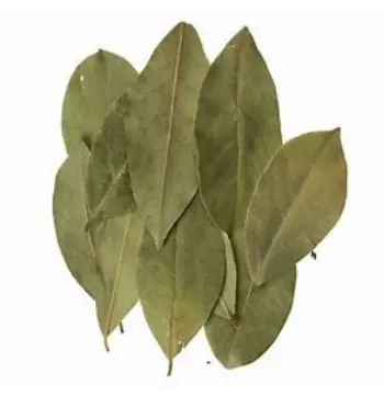 Fresh Bay Leaf